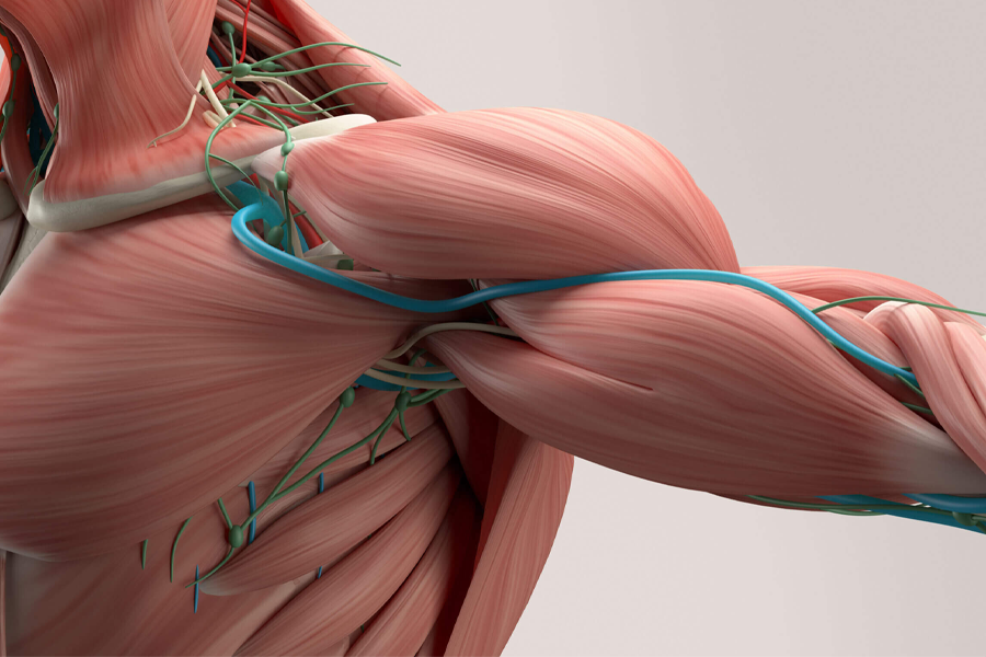 Why Muscle Maintenance Matters for Everyone – Not Just Athletes – dermaFIT